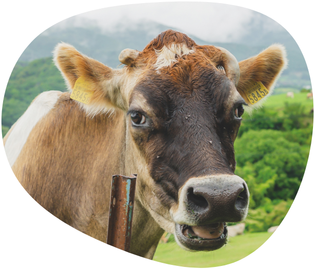 ⽇本⼀しあわせな⽜