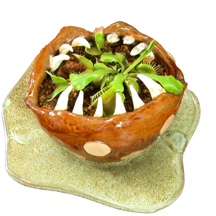山之内すず	陶芸	食虫植物喰い植木鉢